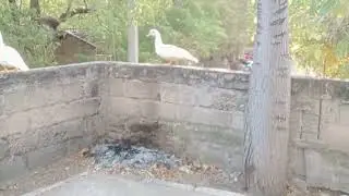 El vuelo de un pato criollo 