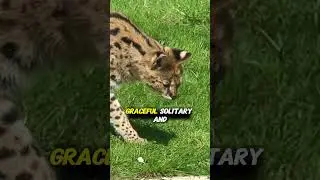 The High-Jumping Super Cat of Africa 🐈⚡ | #serval #wildcats