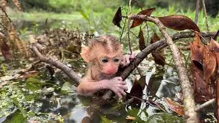 Hot New...Abandon Newborn Baby Monkey In Lake Near Forest!!!