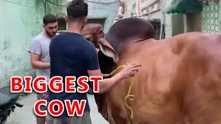 Heavy Giant Cow Walk On Road 😳 | Eid Qurbani 2022