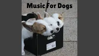 Sweet Dog Paradise