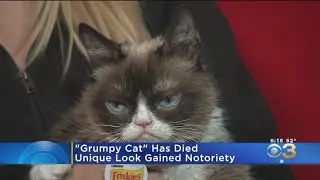 Internet Sensation Grumpy Cat Dead At Age 7