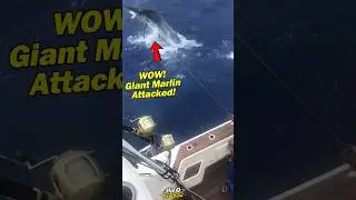 Гигантский марлин чуть не утащил его в океан 😱