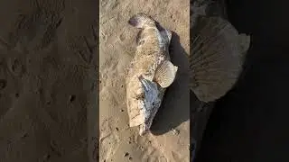 Huge grouper #fishing #grouper #fish #okuma #beach #doha
