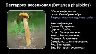 Баттаррея веселковая (Battarrea phalloides)