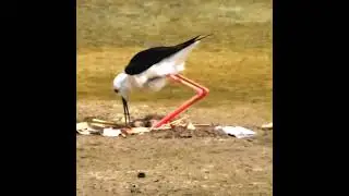 Sitting On Eggs | Black-winged Stilts | They Need Our Support