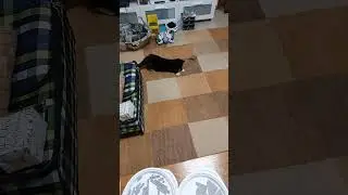Kitty in Action! #shorts #catcontent #Katzen #katzencontent #cat #viral #random