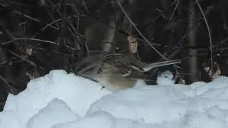 American tree sparrow eating snow