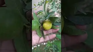 Lifestyle with Simi. 40k views. 4 hours ago is live, My garden Lemon Tree🎉