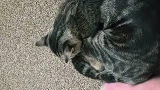 2025d1livE DadCat RELAX