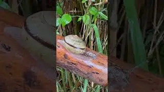 What is this beautiful creature  I found #naturecreatures #nature #mountains