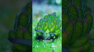 5 Weird Real Sea Creatures But Strangely Adorable 😱
