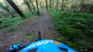 Ballyhoura  Mtb Trails    Scott's pine
