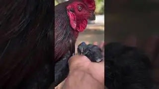 Aseel Nasla Ka Nasliy Baby #viralvideo #shortvideos #brad #aseel #aseelmurga #ytshorts #usashorts