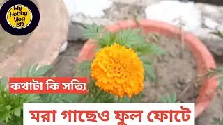 লাউ গাছের জন্য নতুন মাচা 🌿 | মরা গাছেও ফুল ফোটে! কথাটা কি সত্যি? | My Hobby Vlog BD