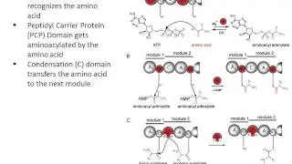 Non Ribosomal Peptides