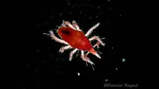 Soil mite