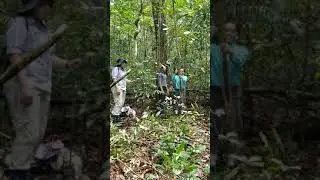 Swinging from vines in Brazilian Rainforest