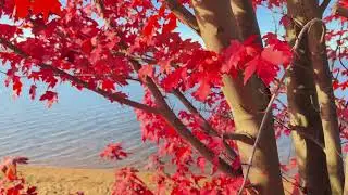 Stress Relief Music | Calm, Soft & Peaceful Instrumental
