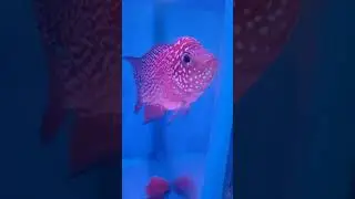 2inch red base f2 king kamfa flowerhorn available | Joy Aquatics | contact 9840605972