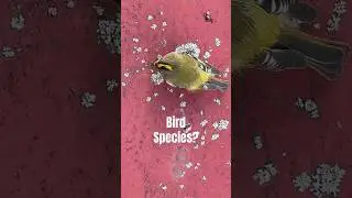 Weis zufaellig jemand was das fuer eine Vogelart ist?