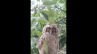 Чипа - сова вухата  (asio otus). Майже політ.
