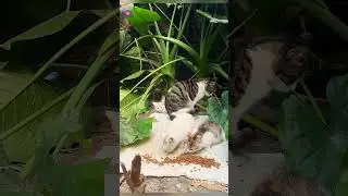 A stray cat mother and her adorable kittens.#cat #kitten