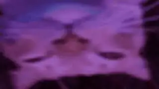 1 Minute of SnickerBarsik Cats