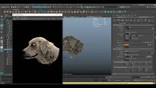 maya XGen shading. colour apply on fur. xGenCore