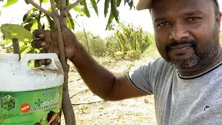Organic fertilization for plants in Manya Agro Farm / Dr Soil Fertility Booster/ Liquid consortia