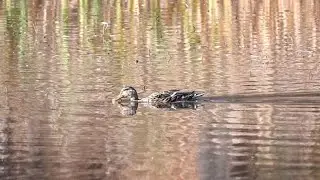 Mallard Foraging Technique (2 November 2022)