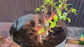 Bonsai Crepe myrtle trim 2020, Doing a video  on a hangover, Aussie Bonsai Bloke