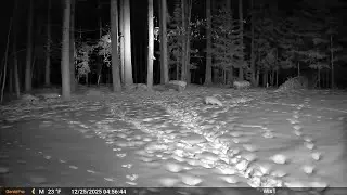 20251220 081059 game cam clips backyard spedup4x