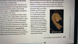 Biology 21,4 Annelids, Segmented Worms