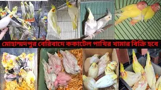 ককাটেল পাখির খামার #budgerigar #পাখি #pakhi #lovebird #video #pet  #cocktail #viralvideo #ককাটেল