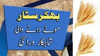 New wheat variety Bhakkar Star | Punjab Seed corporation | approved varieties of wheat seed | گندم