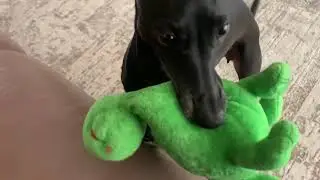 Левретки играют.Petit levrier Italian. Italienisches Windspiel, Italian greyhound, sighthound