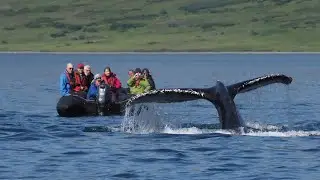 Ideas for Ethical Wildlife Travel Dan Brown