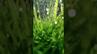 calming rain on water fall#nature #gardening #asmr #rain #growth #satisfying