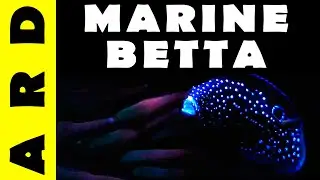 Marine betta