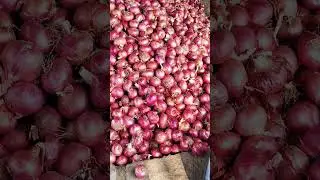 ptaj best quality onion 🧅 pyaj House New WhatsApp status Jay shree sawariya seth ji maharaj krashi f