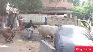 beautiful and angry 😡 cow out of control from metiabruz satghara kolkata 2022