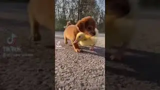It&rsquo;s the cutest puppy and baby duck combo on the internet! #cute #puppy #roadto1k #duck #baby