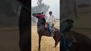 # Jameen Mein Baithe hue firaun #youtubeshorts #horse #horsejockey #horsetraining