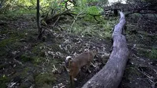 Female bobcat crosses 4k camera trap