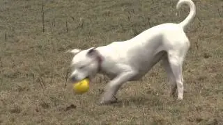 Staffy stories - Beau