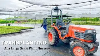 Transplanting at a LARGE SCALE Plant Nursery