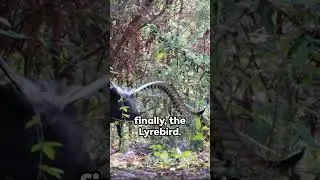 Did You Know? - Unleashing Amazing Animal Abilities