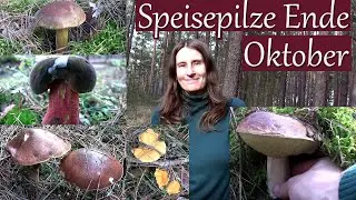 Speisepilze Ende Oktober | es ist noch immer Hochsaison!