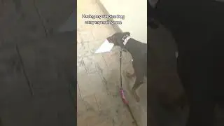 #tasktrained#tasking#task#servicedogintraining#servicedog#doberman#puppy#dog#dc#dogcommunity
